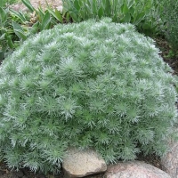 Kietis (Artemisia schmidtiana) 'Silver Mound'